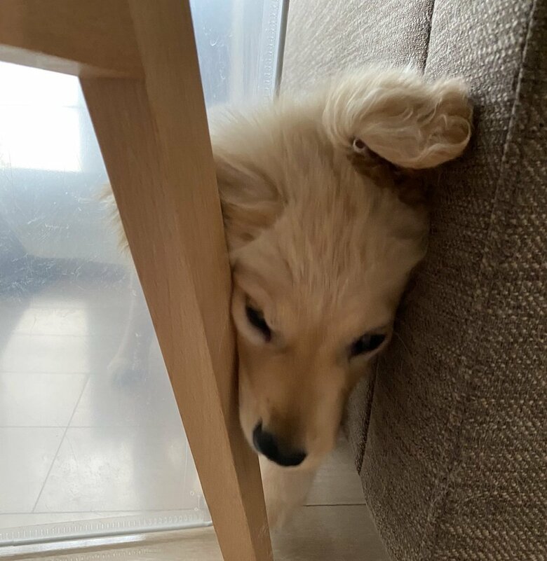 ケージから脱走をしようとしている