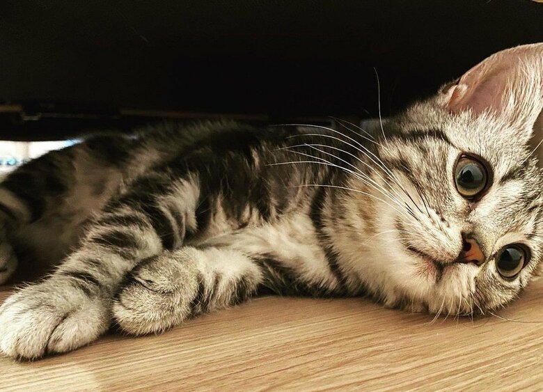 ソファ下でくつろいでいる