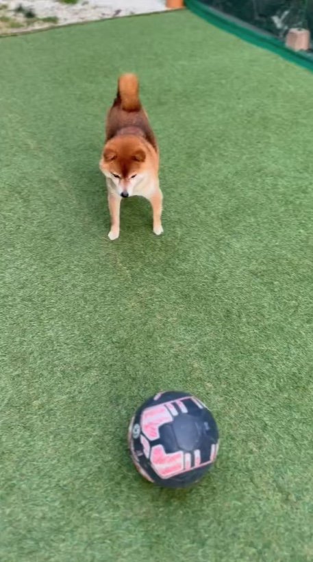 サッカーボールは…（提供：Nerushibaさん）