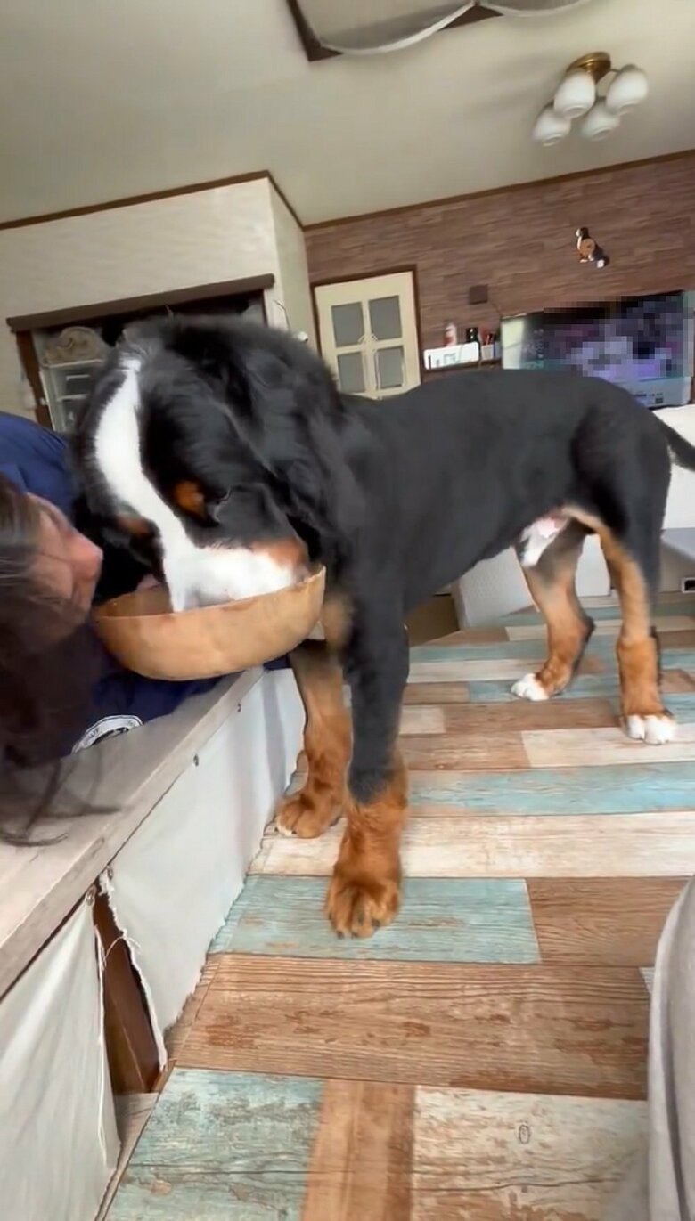 八兵衛くんはもぐもぐと食べ進めている