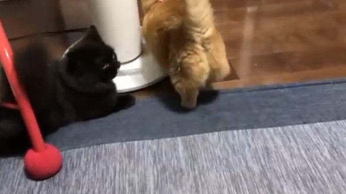 すると、バトルをやめた！（提供：サスケと小春さん）