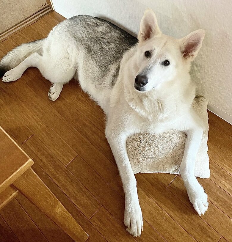 “シロクマ”の正体はウルフドッグのサンくん