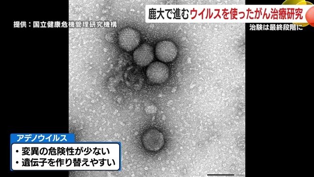 アデノウイルスを再設計「がんだけを壊す」鹿児島発の新療法