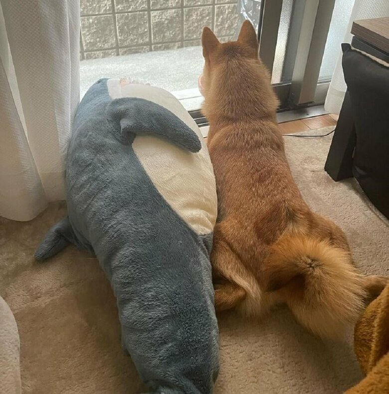 サメのぬいぐるみと外を眺める