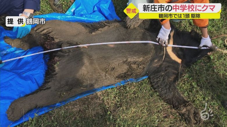 クマ出没相次ぐ...新庄市の中学校校庭にも