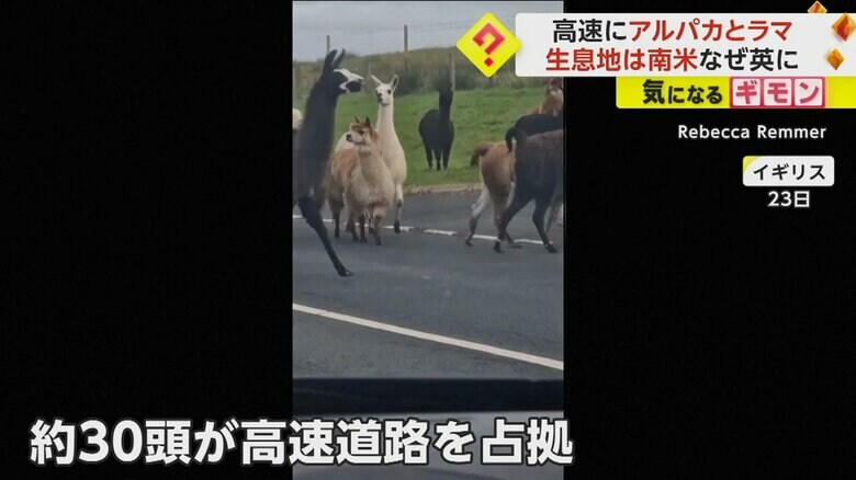 高速道路の真ん中を歩くアルパカとラマ