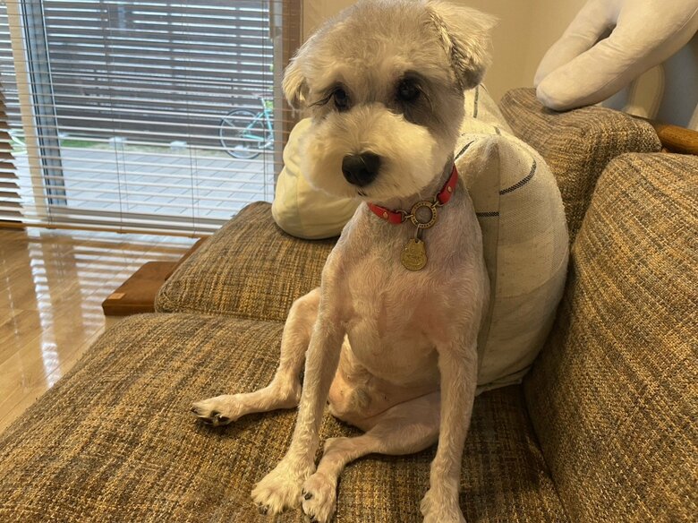 毛を短くカット