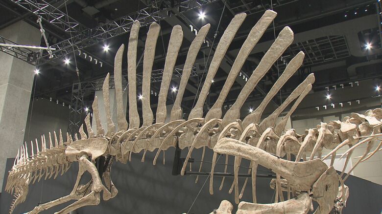 帆のような背中の突起が特徴