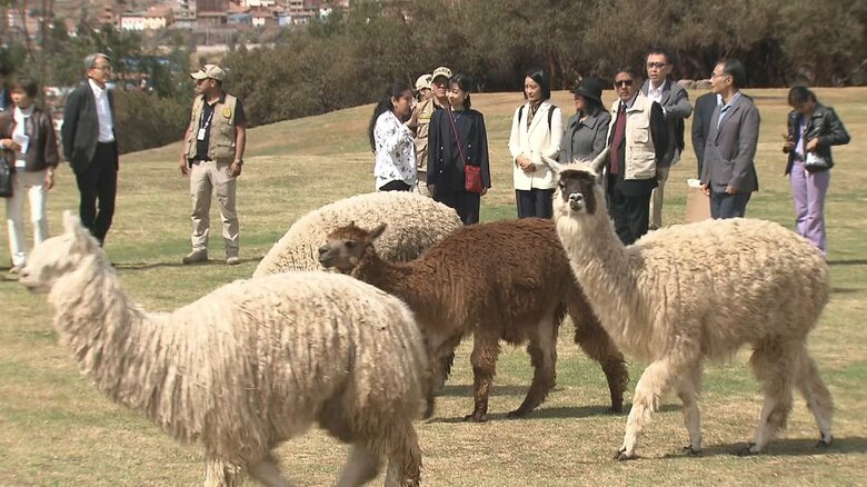 佳子さまを歓迎するかのように目の前を歩くアルパカ