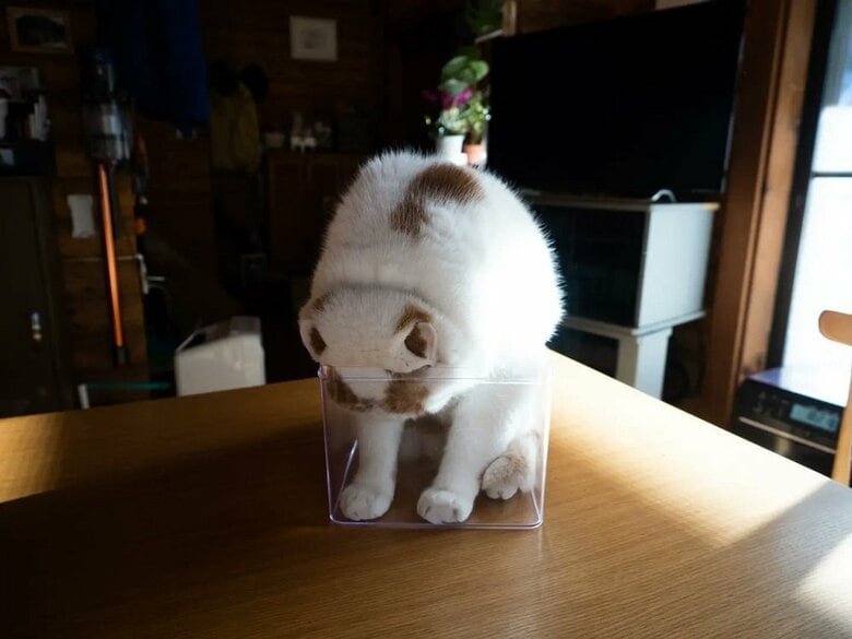 「入りたい」と頭を入れるも…（提供：MARCOさん）