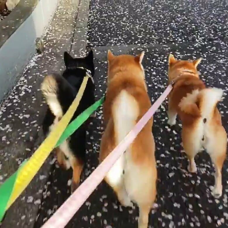 普段の散歩は意気揚々