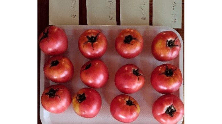 測定に用いたトマト「桃太郎」（出典:明治大学）