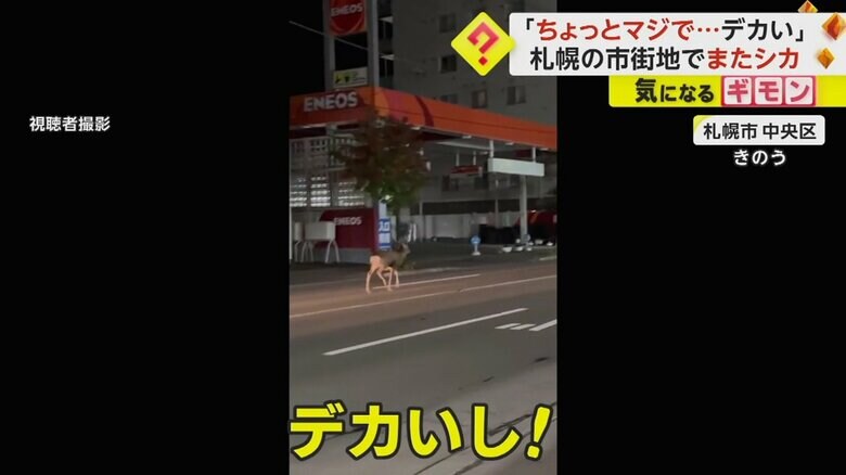 19日夜、札幌市中央区の住宅街に現れたシカの大きさに驚く撮影者