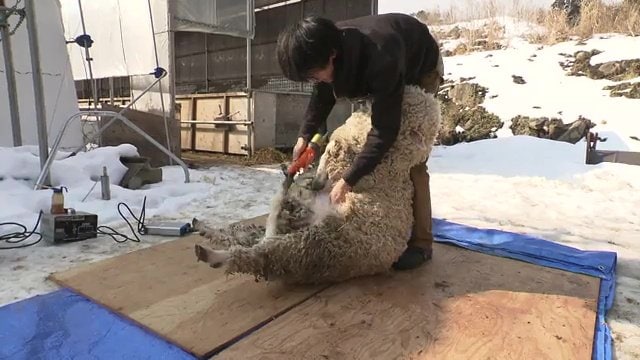 毛刈りをする立石さん