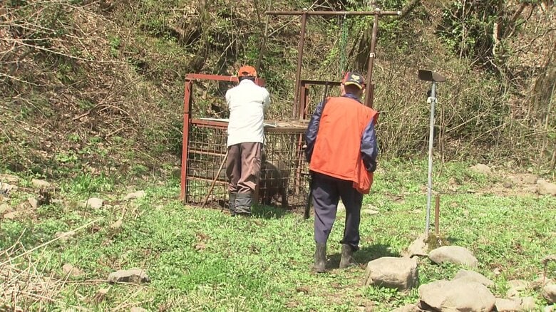 クマの捕獲には猟友会の立ち合いが必要