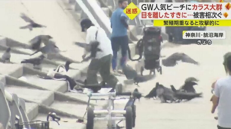 追い払っても逃げようとしない