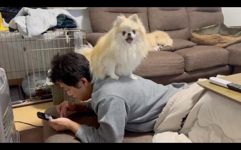 パパの背中でくつろぐクララちゃん（提供：愉快な3姉妹ポメラニアンちゃんねるさん）