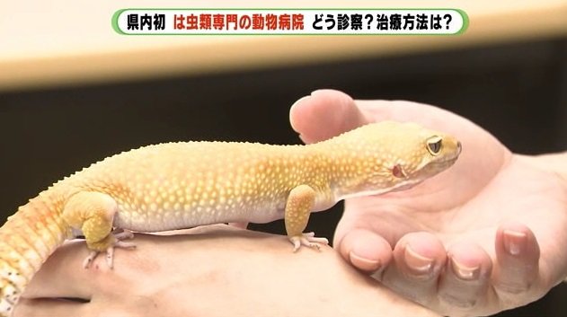 食欲のないヒョウモントカゲモドキ