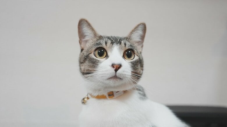 提供：ゆに＆メッシさん