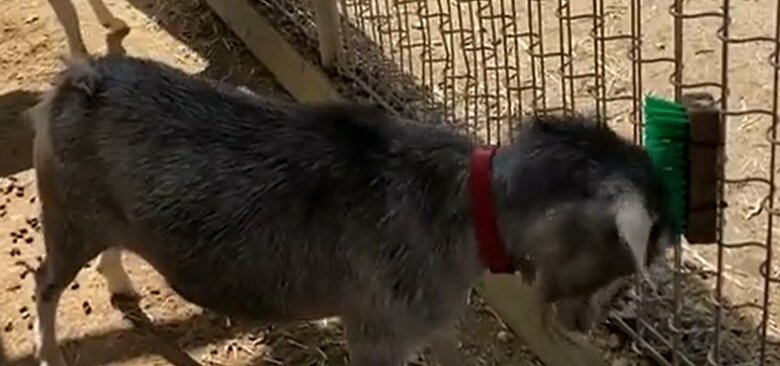 手前の1匹のアップ　頭をこすりつけている