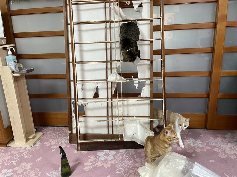 ここからはネコスタッフたちの日常。古い障子を破くお手伝いもする