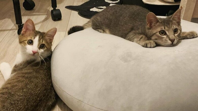 おもちゃに興味津々の様子