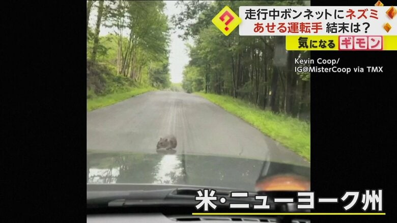 アメリカ・ニューヨーク州で、ドライブ中の車のボンネット上に、突然現れたネズミ