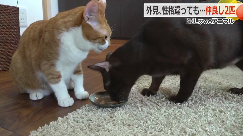 おやつをとられたおもちちゃん