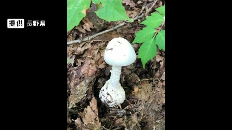 ドクツルタケ　提供：長野県