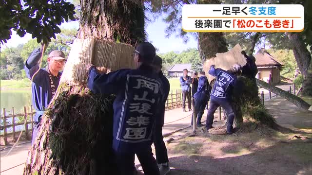 最高気温25.4度の岡山市では早くも”冬支度” 岡山後楽園で秋の風物詩「松のこも巻き」【岡山】