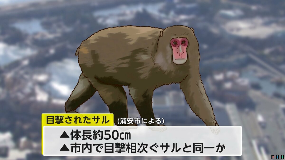 チャンドゥのバナナ狙いに来た？」ディズニーリゾートに猿が出没…繁殖