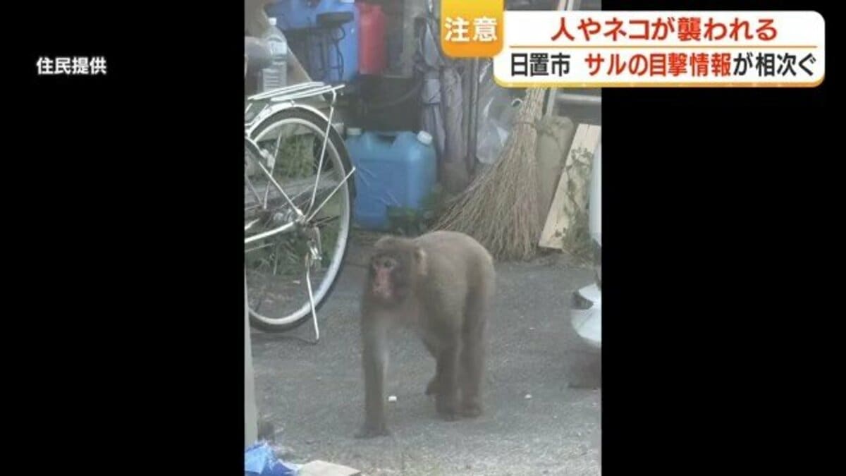 住宅街にサル出没、住民に飛びかかり負傷も 鹿児島・日置市で目撃26件