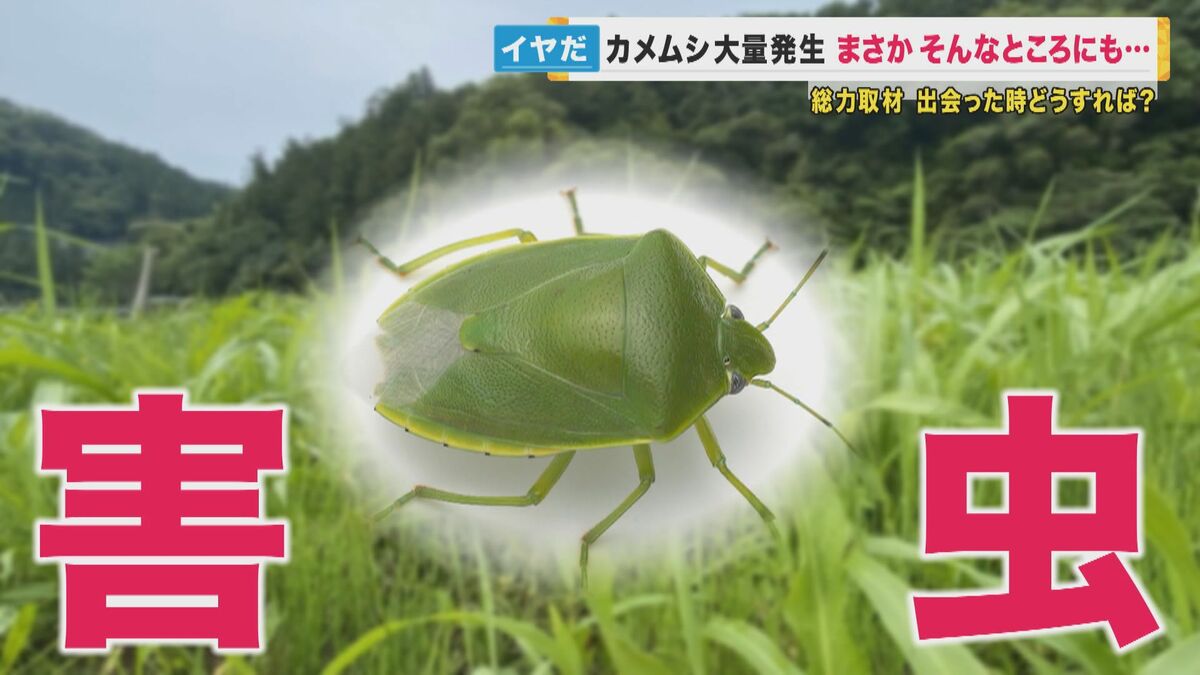 各地で“カメムシ”が大量発生 洗濯物や173メートルの超高所でも 農業に