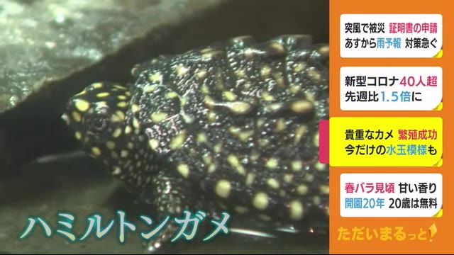 絶滅危惧種で水玉のカメ 繁殖に成功 一般公開始まる 伊豆の動物園