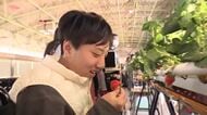 「おいしくなってね」“魔法の声かけ”とAIで育てた特別なイチゴ　特別支援学校でスマート農業　生徒の自立を後押し　福岡
