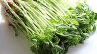 豆苗の育て方と簡単レシピ！スープにサラダにベーコン巻きに…栄養豊富で収穫も楽しいコスパ最強野菜の活用術