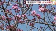 白石市で早咲きのサクラ「エドヒガン」が開花　白石城・益岡公園のソメイヨシノは「つぼみ」〈宮城〉