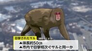 「チャンドゥのバナナ狙いに来た?」ディズニーリゾートに猿が出没…繁殖期で順位争いに負けた個体か「しばらく滞在するかも」 千葉・浦安