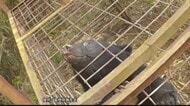 ツキノワグマに襲われ高齢男性が負傷　自宅近くでゴミ出しの際にばったり遭遇…住民に注意喚起（島根）