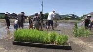 “米どころ”福井市・東郷地区　親子で田植えに挑戦！　秋にはコメを参加者に