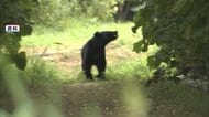 クマに襲われ登山中の67歳男性けが　クマ1頭に顔を引っかかれ右腕かまれる　ドクターヘリで搬送　秋田・北秋田市