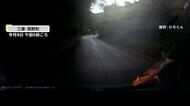 【独自】「シカには悪いことをした」飛び出してきたシカと車が激…