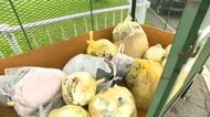 【札幌に続き旭川でも】指定外ごみ袋でも収集OK“指定袋の品薄”受け8月28日までの限定措置～指定外袋に「燃やせるごみ」など書き込むよう市が呼び掛け…しかし大半の市民は指定袋を使用〈北海道旭川市〉