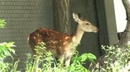 「夜の間に移動してくれたら…」札幌市の中心地に“シカ” 市は捕獲ではなく見守りへ_元居た山の方向に誘導する方針_体長1mほどのメスの成獣…居座り2日目 〈北海道札幌市〉