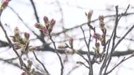 サクラのつぼみ、ふっくら…足羽川の桜並木で花見準備進む　ぼんぼりには中学生が“日常の楽しみ”したためた短歌　開花予想は3月29日