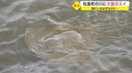 川に大量のエイが出現「ジャンプするのを見た」という小学生も 海にいるはずなのに…謎に迫る【宮城発】