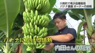 国内流通のわずか0.1％の希少な品種を栽培 バナナ農園ネクストファーム 技術を海外へ