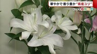 〈にいがた新鮮組〉作付面積1位! 華やかで香り豊かな『ユリ』 美しさを保つためのコツは?