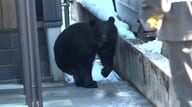 【緊迫】クマが市街地に出現　中学校や公園など動き回る…猟友会など約130人が包囲網で追いこみ捕獲後は山へ　山形・新庄市