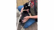 散歩中に大好きな人に会った豆柴の喜びようが激しすぎる…飼い主もうらやましがるほど懐く理由を聞いた